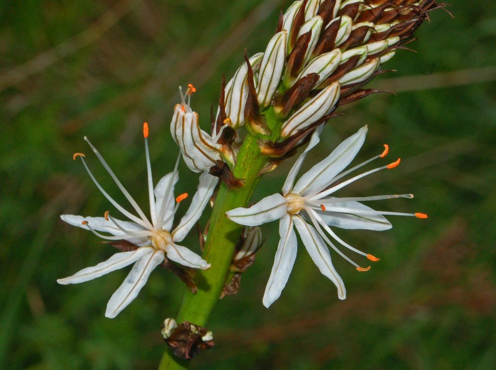 Asphodelus macrocarpus